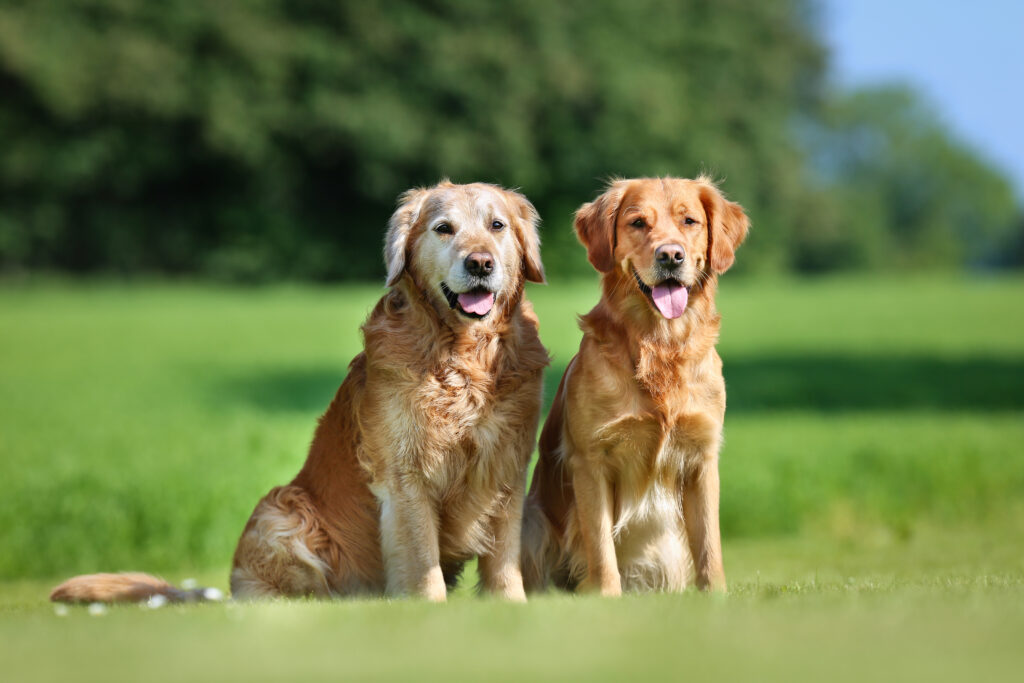 Pedigree seguro: la diferencia entre un campeón y un fraude