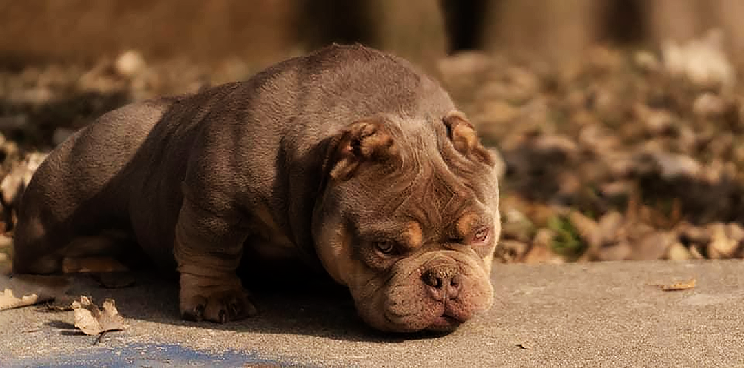 El American Bully: Más que músculo, un corazón leal
