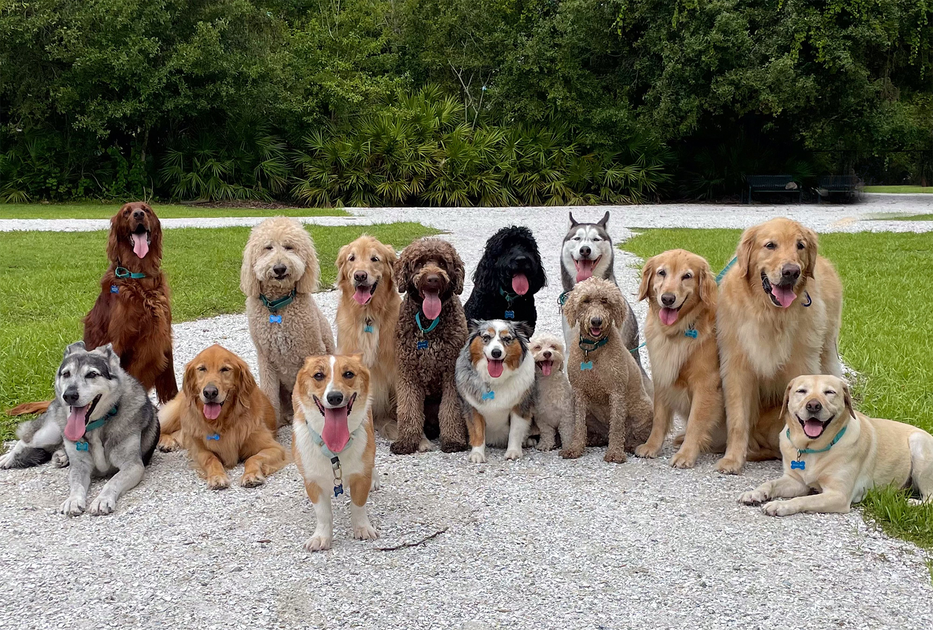 ¿Qué hace valioso a un perro más allá de su apariencia?